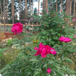 Фото Отель Подснежник