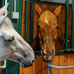 Фото Отель Horseka resort (Хорсека)