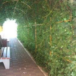 Фото Отель Роза Ветров