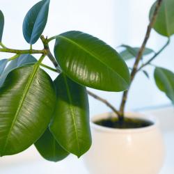 Фото Отель Кружка-подушка