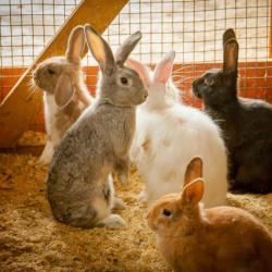 Фото Отель Загородный клуб Дача