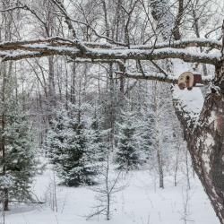 Фото Отель Дачный клуб Якшино