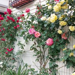 Фото Отель Французский дом