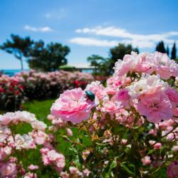 Фото Отель Palmira Palace Resort & SPA (Пальмира Палас Резорт и СПА)