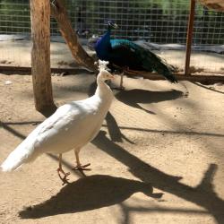 Фото Парк-Отель Березка