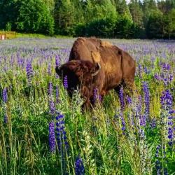 Фото Отель Шоколад на площади Привокзальная