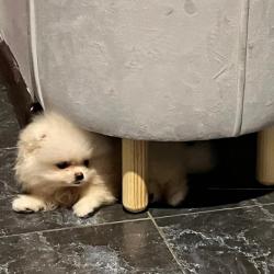 Фото Отель Амо Теамо на Навагинской