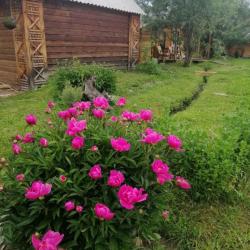 Фото Отель Алтайна