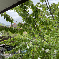 Фото Отель Nicole (Николь)