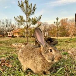 Фото Отель Творческий глэмпинг Скворечник