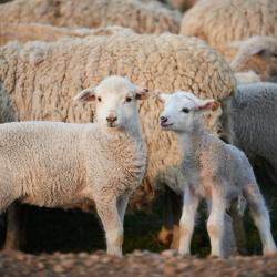 Фото Отель Koksa Camp (Кокса Камп)