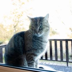 Коттедж стандарт