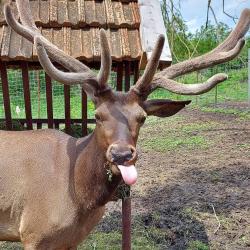 Фото Отель Deer Farm (Дир фарм)