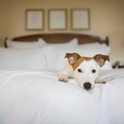 Фото Отель Сокол