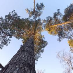 Фото Отель Сосновый бор