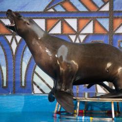 Фото Отель Дельфин (Дельфинарий Морская Звезда)