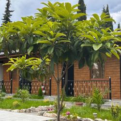 Фото Отель Фортиус