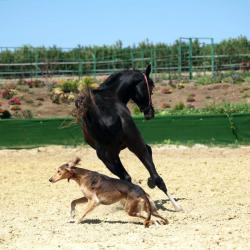 Фото Отель Любимая Усадьба