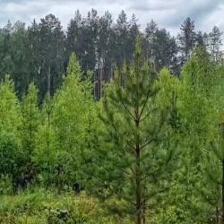 Фото Отель EveGreen (ЭвеГрин)