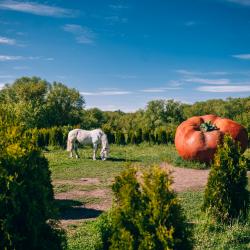 Фото Отель Кудыкина гора
