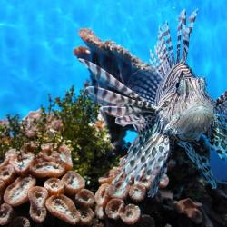 Фото Отель Дельфин (Дельфинарий Морская Звезда)