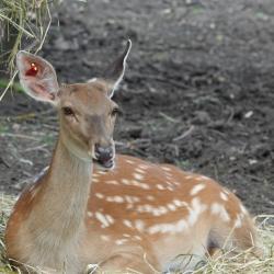 Фото Отель Deer Farm (Дир фарм)