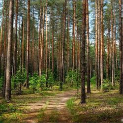 Фото Отель Ковчег