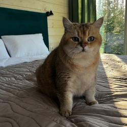 Коттедж эконом