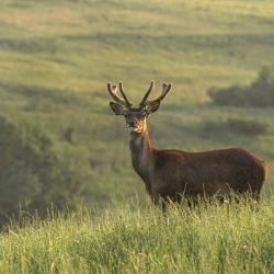 Фото Отель Deer Farm (Дир фарм)