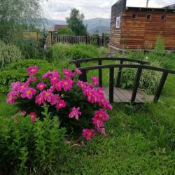 Фото Отель Алтайна