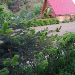 Бунгало стандарт с 2 односпальными кроватями