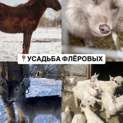 2-комнатный коттедж улучшенный