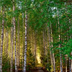 Фото Отель АШАТЛИ Парк