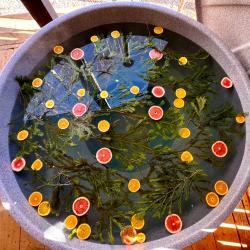 Шале улучшенное