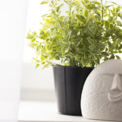 3-комнатные апартаменты стандарт