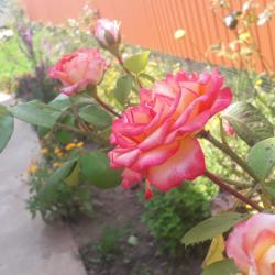 Фото Отель Фил Хаус