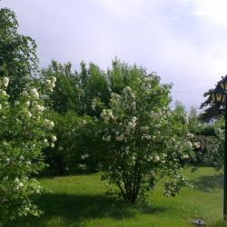 Фото Отель Славянская деревня