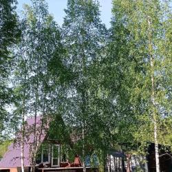 Фото Отель Дом А-фрейм с банным чаном и баней на дровах