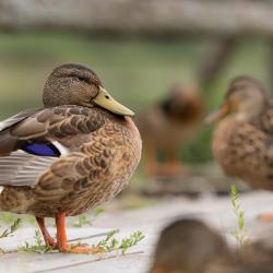 Фото Отель Мятный сад