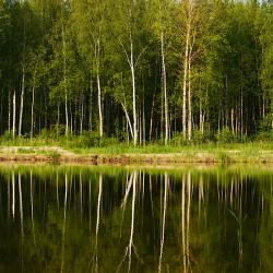 Кубик в соснах