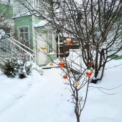Фото Отель Вишневый Сад