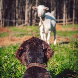 Фото Отель Маленькая Сербия