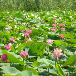 Фото Отель Взморье