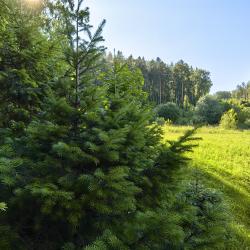 Фото Отель Trava (Трава)