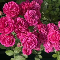 Фото Отель Тихое море