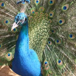 Фото Отель Малиновая слобода