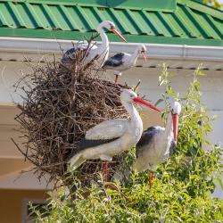 Фото Отель Русич