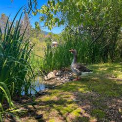 Фото Парк-отель Озеро Дивное