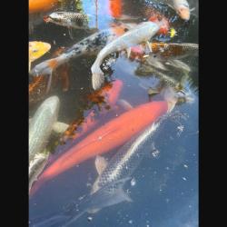 Фото Отель Эрика