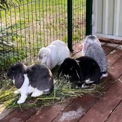 Фото Эко-отель Шанти